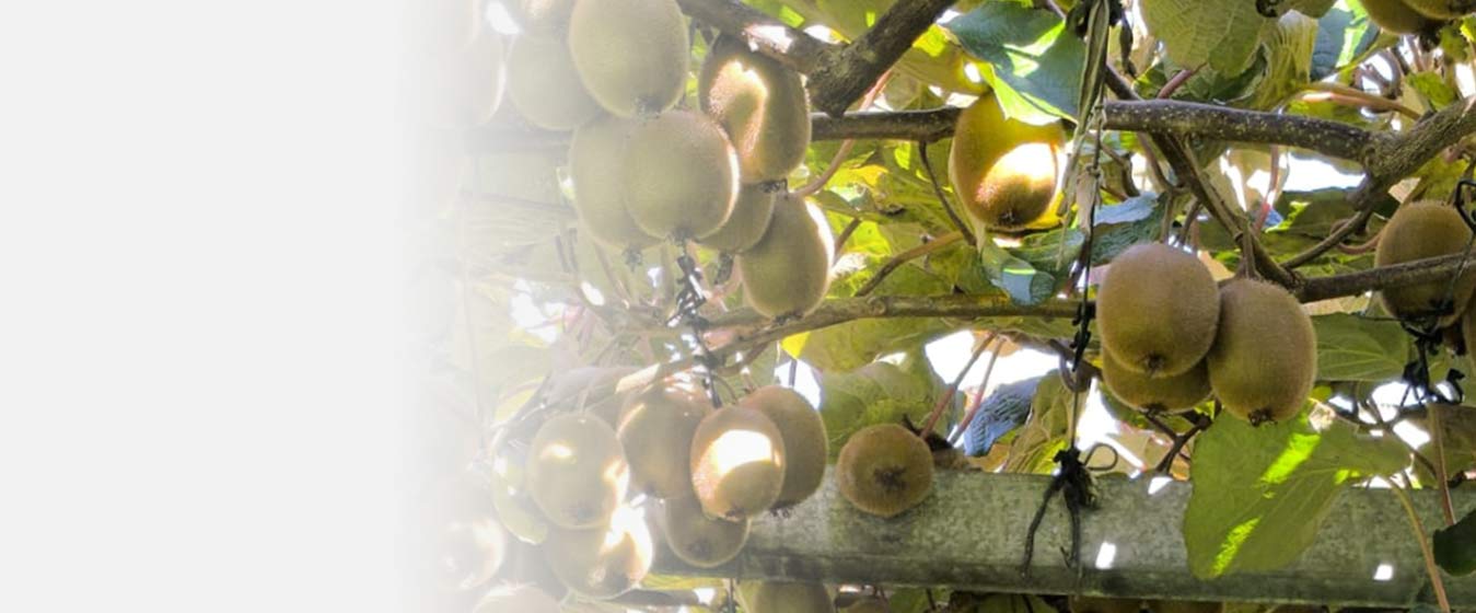 kiwi fruit processing company